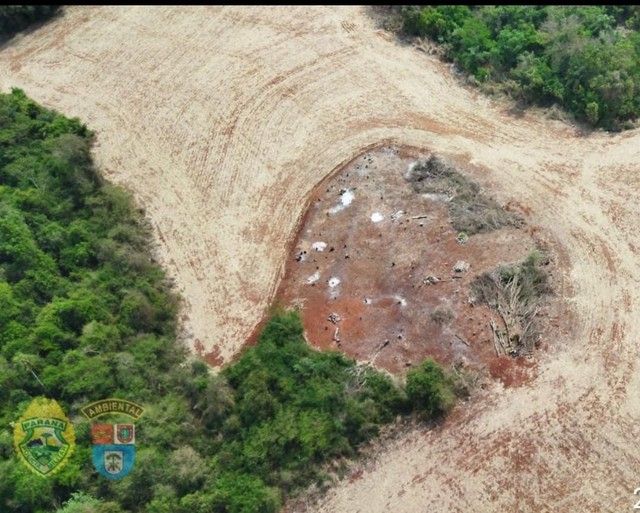 Acusado de desmatamento ilegal é preso após tentar atirar contra policiais, em Peabiru