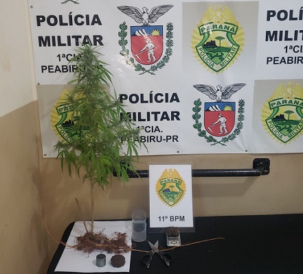 Após denúncia, PM apreende pé de maconha em Araruna