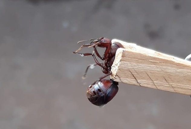 Formigas 'gigantes' invadem cidades do norte e noroeste do Paraná