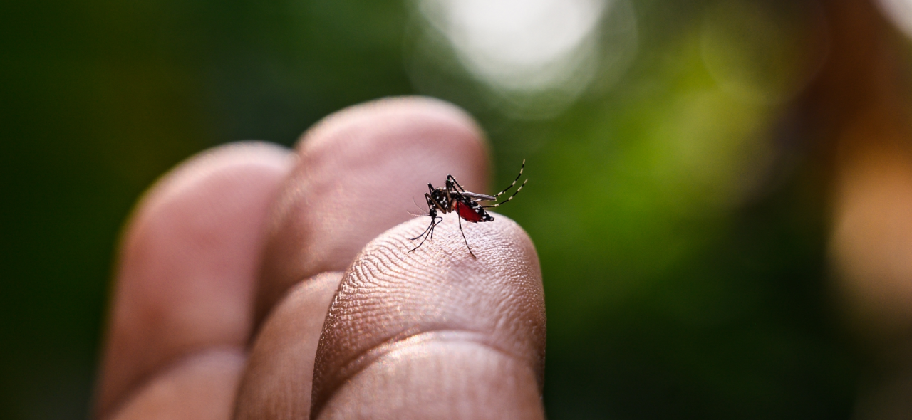 Dengue avança na região; Araruna registra mais de 300 confirmações