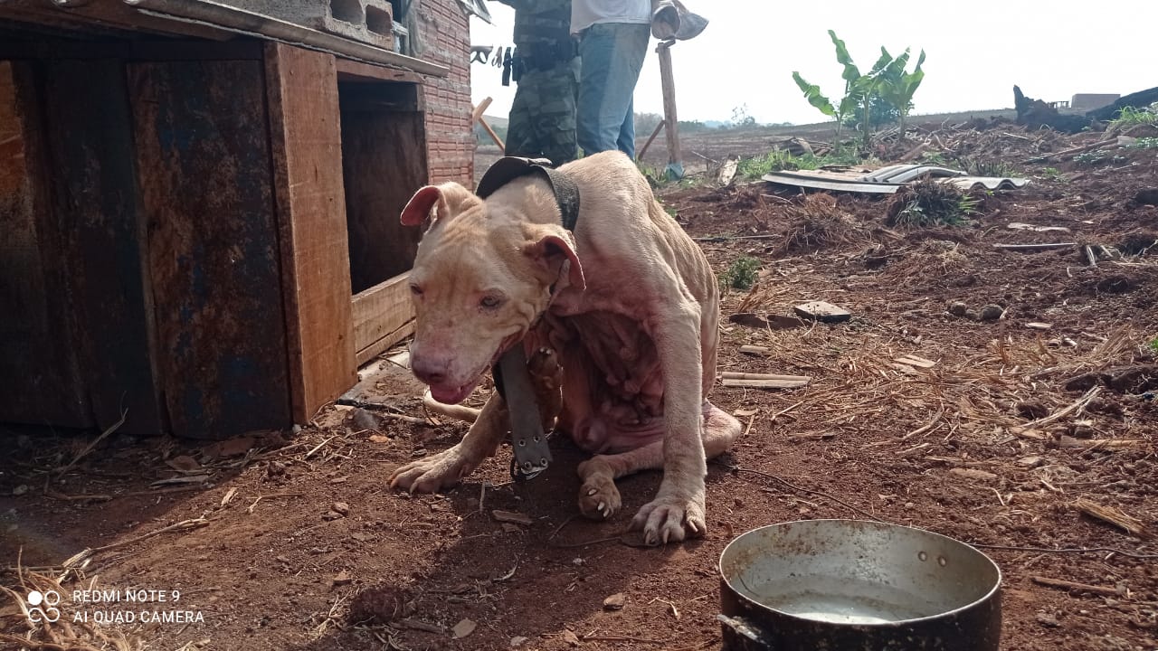 Homem é preso por maus tratos a cachorro em Peabiru