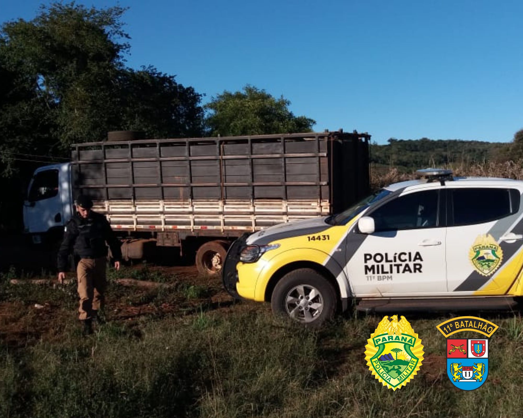 PM recupera em Peabiru gado furtado em Campo Mourão