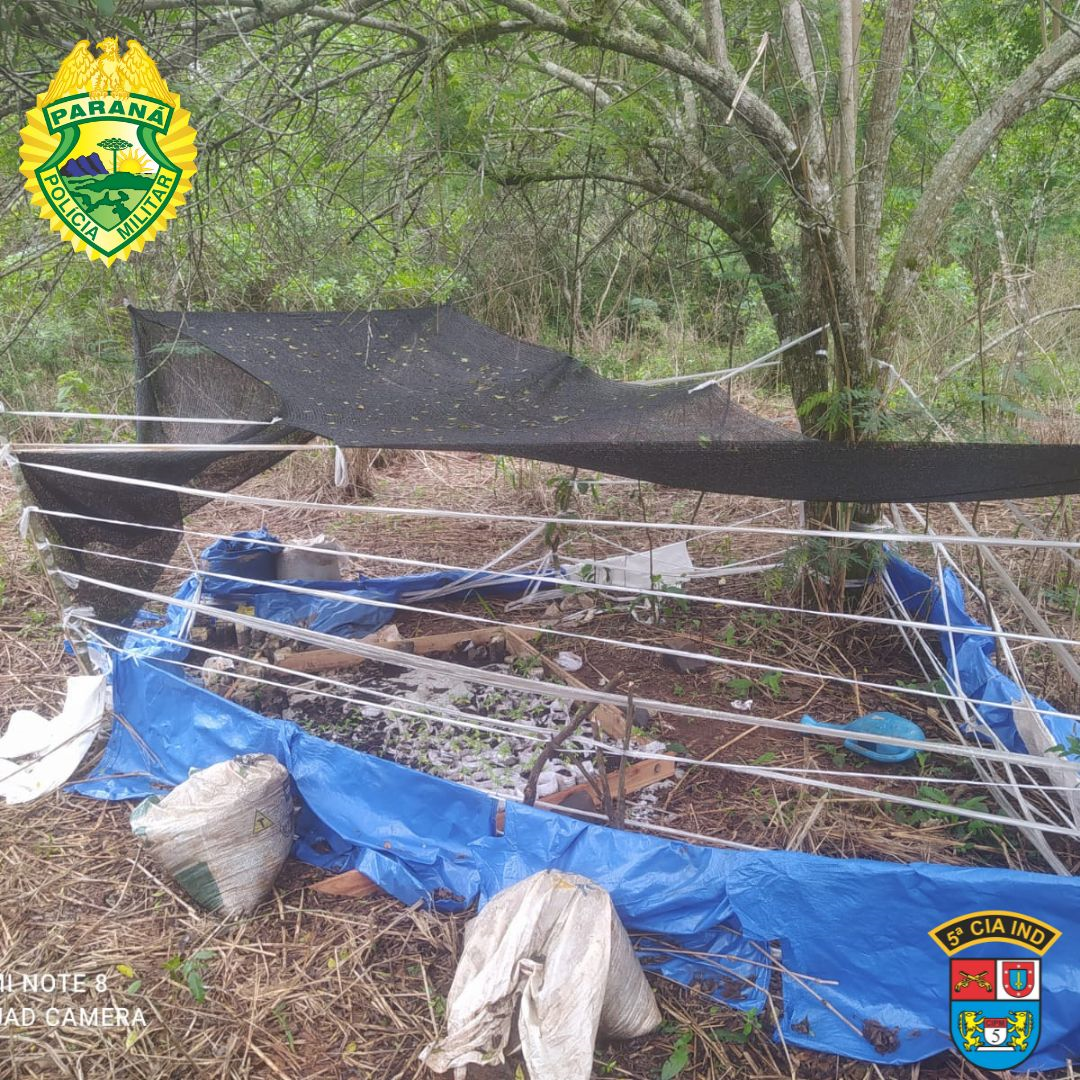 PM localiza mais de 260 mudas de maconha às margens do Rio Ligeiro