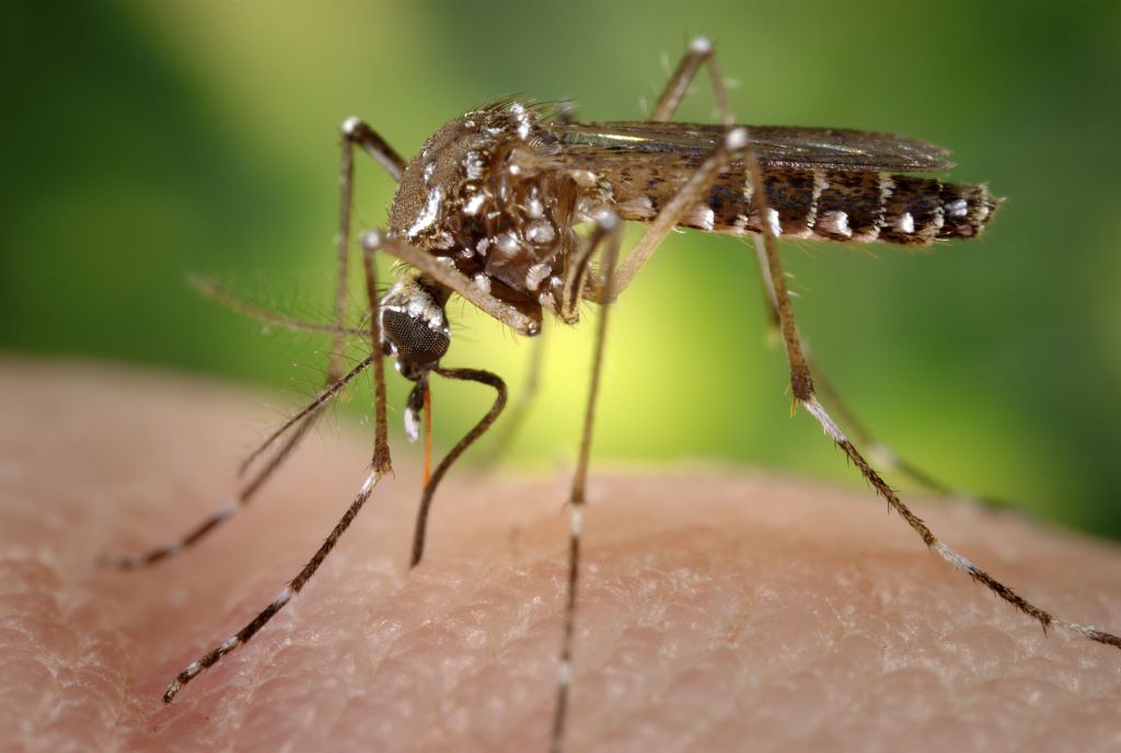 Araruna é uma das cidades mais afetadas pela dengue na região